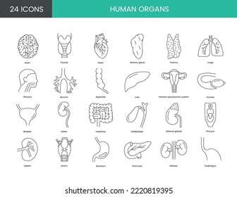 Human organs anatomical set of line icons in vector, illustration of pancreas and thyroid, heart and brain, female reproductive system, intestines and lungs, kidneys and adrenal glands