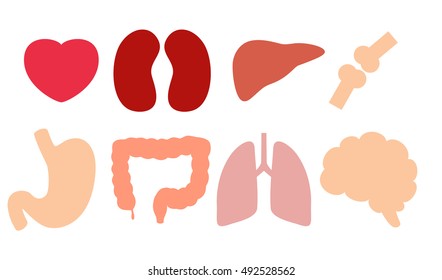 Human organs anatomy icon: heart, lungs, kidney, stomach, intestines, liver, brain, bones, joint. Medical science vector illustration set. 