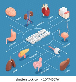 Órganos humanos anatomía diagrama de flujo isométrico con páncreas estómago hígado corazón corazón ojos dientes pulmones cerebrales riñones vectoriales