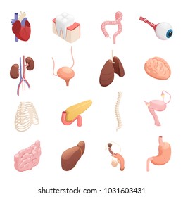 Human organs anatomy isometric icons collection with heart liver lungs brain stomach bladder intestine isolated vector illustration 