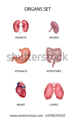 Human organs anatomy set with kidneys, spleen, stomach, intestines, heart, lungs. Medicine