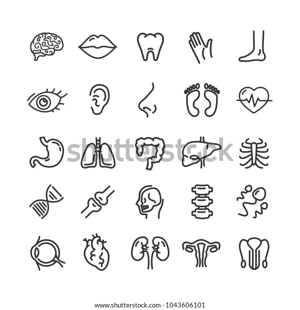 胃 心臓 肝臓 腎臓 目の黒い細い線のアイコンセット 臓器のベクターイラスト のベクター画像素材 ロイヤリティフリー