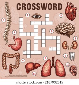 Human organs and body parts, crossword grid worksheet, find word quiz, vector game. Medical crossword to guess words of body anatomy organs, heart and lungs, liver and eye, spine and tooth or kidneys