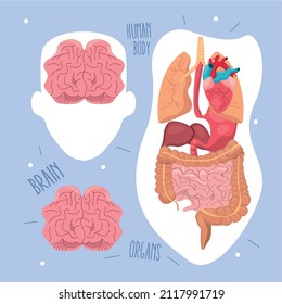 Human organs and brains on blue background