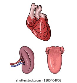 Human organs cartoon icons in set collection for design. Anatomy and internal organs vector symbol stock web illustration.
