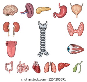 Human organs cartoon icons in set collection for design. Anatomy and internal organs vector symbol stock web illustration.