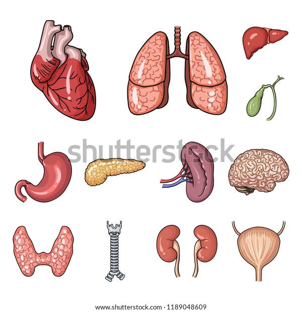 Human Organs Cartoon Icons Set Collection Stock Vector (Royalty Free ...