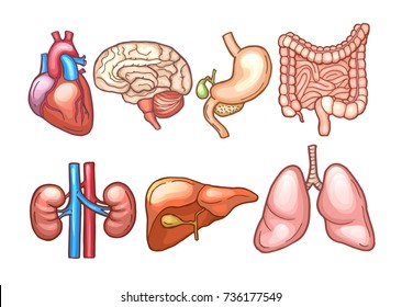 Human organs in cartoon style. Biology illustrations human, organ stomach and heart, liver and brain vector