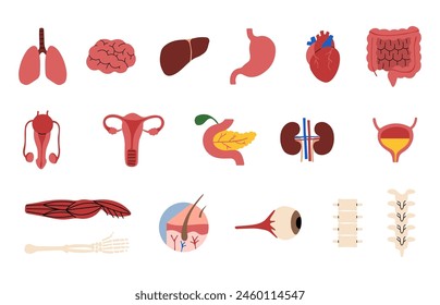 Menschliche Organe Kollektion 2 niedlich auf weißem Hintergrund, Vektorillustration.