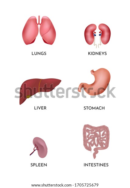 Human Organs Collection Anatomy Set Lungs Stock Vector (Royalty Free ...