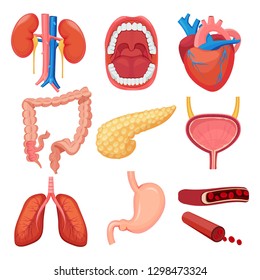 Human organs collection. Brain liver lung stomach muscle vector medical anatomy illustrations