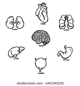 Human organs collection sketch image Vector