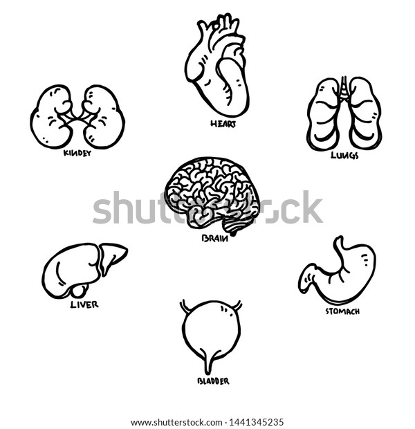 body organs sketch