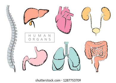 Human organs collection. Vector illustration in retro style