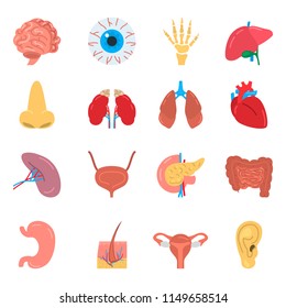 Human organs color vector icons. Flat design