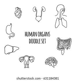 Human organs doodle set brain liver stomach bladder uterus heart kidneys lungs throat vector illustration