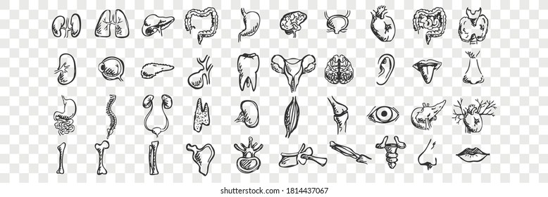 Human organs doodle set. Collection of hand drawn sketches templates patterns of male female liver heart lungs kidney lips tongue nose eyes on transparent background. Anatomical body part illustration