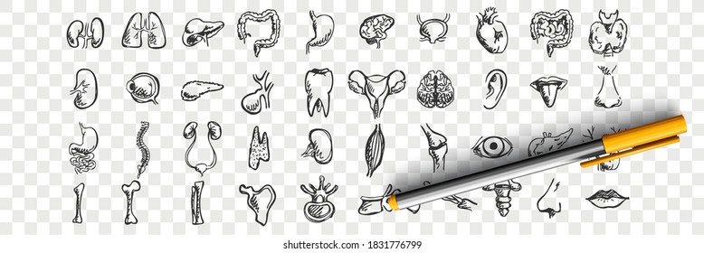 Organdoodle-Set für menschliche Organe. Kollektion von handgezeichneten Skizzen Vorlagen Muster von männlichen weiblichen Leberherz Lungen Nieren Lippen Zunge Nase Augen auf transparentem Hintergrund. Anatomische Körperteilgrafik