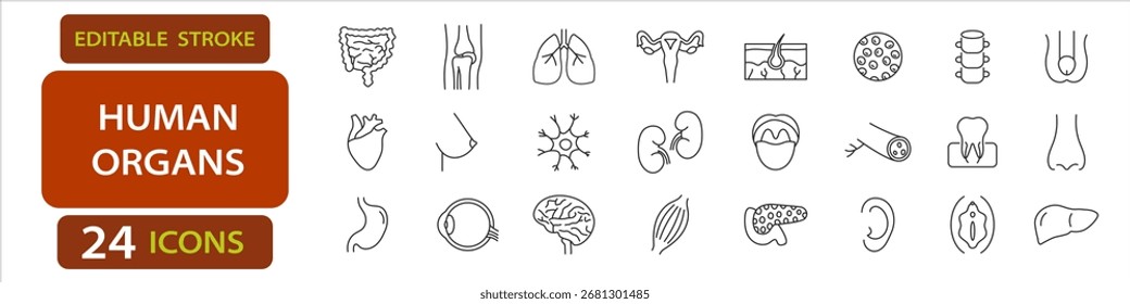 Los órganos humanos editan iconos de accidentes cerebrovasculares como el corazón, el cerebro, los pulmones, el riñón, el estómago, los intestinos, el útero, el ojo, el oído, la piel, el hígado y los músculos.
