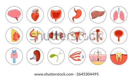Human organs educational sticker set. Cartoon lung, brain, heart kidneys, liver stomach, reproductive system female male skin hair tooth eye body elements collection. Vector flat illustration icon set