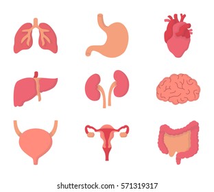 Human Internal Organs Cartoon Icon Set Stock Vector (Royalty Free ...