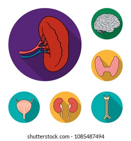 Human organs flat icons in set collection for design. Anatomy and internal organs vector symbol stock web illustration.
