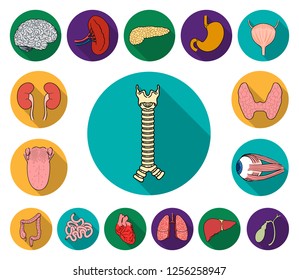 Human organs flat icons in set collection for design. Anatomy and internal organs vector symbol stock web illustration.