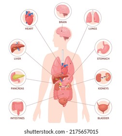 Human organs flat infographics with silhouette of body with colored internal organs circle icons and text vector illustration