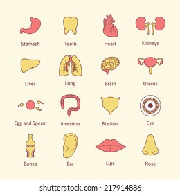 Human organs flat line icons set stomach tooth heart isolated vector illustration