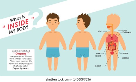 Human Organs. Organs are groups of tissues with similar functions. Plant and animal life relies on many organs that coexist in organ system.