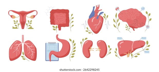 Saúde e tratamento de órgãos humanos. Conjunto isolado do vetor do coração, cérebro e colo do útero, pulmões e fígado, rins e estômago, sistema digestivo. Organismo saudável das pessoas, exame e análise