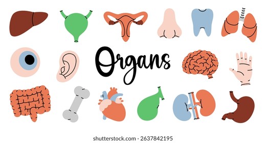 Human organs. Heart, kidneys, gallbladder, intestines, tooth, brain, lungs, stomach, liver, reproductive system, eye, hand, nose, bone, ear, bladder.