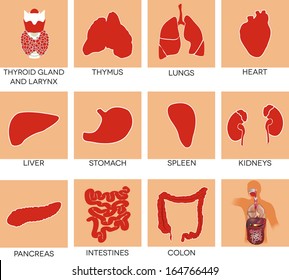 Human organs- heart, liver, kidneys, stomach, lungs, etc. Medical illustrations.
