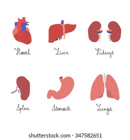 Human Organs. Heart, Liver, Spleen, Stomach, Lungs, Kidneys. Vector Illustration