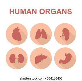 Human Organs. Heart, Liver, Spleen, Stomach, Lungs, Kidneys. Vector Illustration