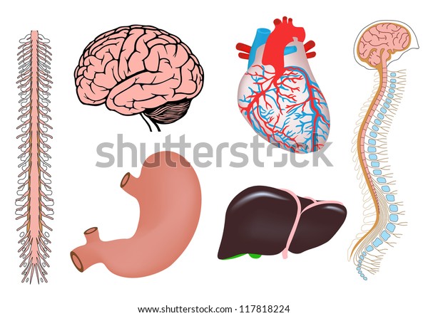 人間の器官 ヒトの心臓 肝臓 胃 脊髄 脊髄 脊髄 脳を持つヒトの脳 ベクター医学のイラスト のベクター画像素材 ロイヤリティフリー