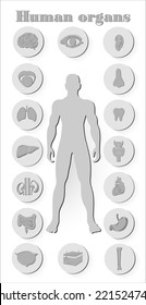 Human organs icon set