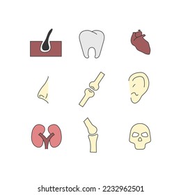 human organs icon set anatomy and medical icon set