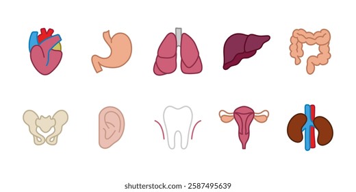 Human organs icon set. Anatomy and medical symbol. Healthcare body vector illustration. Internal system and biology pictogram. Heart, lungs, liver, kidneys, stomach and intestine concept.