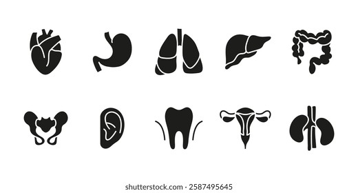 Human organs icon set. Anatomy and medical symbol. Healthcare body vector illustration. Internal system and biology pictogram. Heart, lungs, liver, kidneys, stomach and intestine concept.