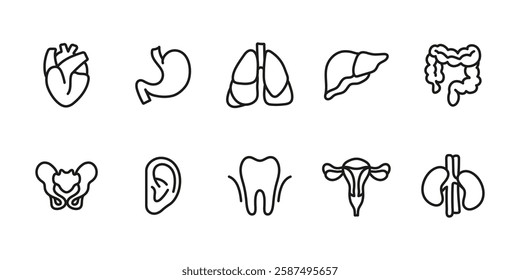 Human organs icon set. Anatomy and medical symbol. Healthcare body vector illustration. Internal system and biology pictogram. Heart, lungs, liver, kidneys, stomach and intestine concept.