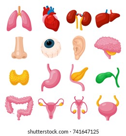 Human organs icon set. Human body functioning system, anatomical elements for transplantation and medical poster. Vector flat style cartoon illustration isolated on white background