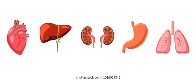 Human organs icon set. Cartoon set of human organs vector icons for web design isolated on white background