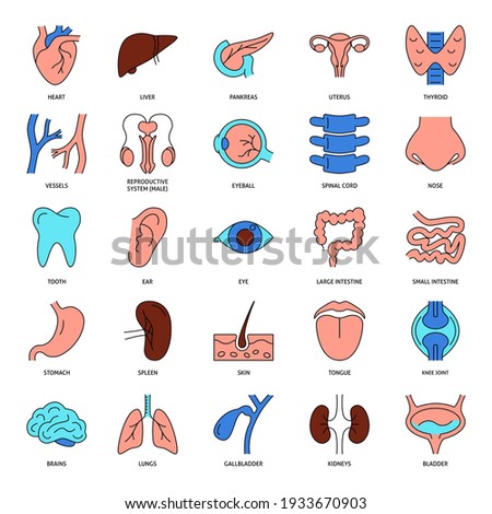 Human organs icon set in colored line style. Anatomy symbols collection. Vector illustration.
