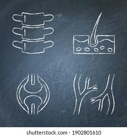 Human organs icon sketch set on chalkboard. Blood vessels, knee joint, backbone and skin symbols collection. Vector illustration.