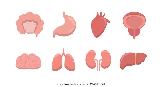 Colección de iconos de órganos humanos, diagramas anatómicos planos vectoriales, sistema digestivo neurovascular y órganos internos y reproducción, elementos de diseño para la educación en biología médica