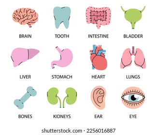 Iconos de órganos humanos con descripciones. Cerebro, dientes, oreja, intestinos, estómago, nariz, hígado, vejiga, corazón, hueso, mano, riñones, pulmones, íconos del globo ocular.
