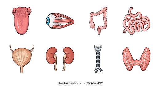 Human organs icons in set collection for design. Anatomy and internal organs vector symbol stock  illustration.
