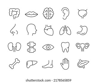Iconos de órganos humanos - Línea de vectores. Stroke editable. 
