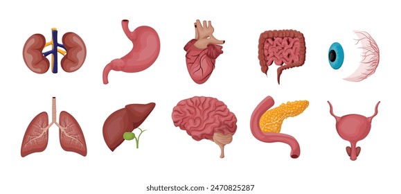 Conjunto de Vector de ilustración de órganos humanos